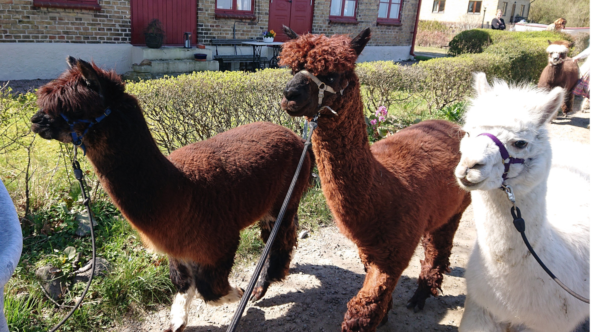 Tre Alpackor på Ven